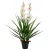 zöld, cserepes műcsónakorchidea 100 cm