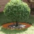 Corten acél virágcserép Corten acél 70 cm átmérő Tartós